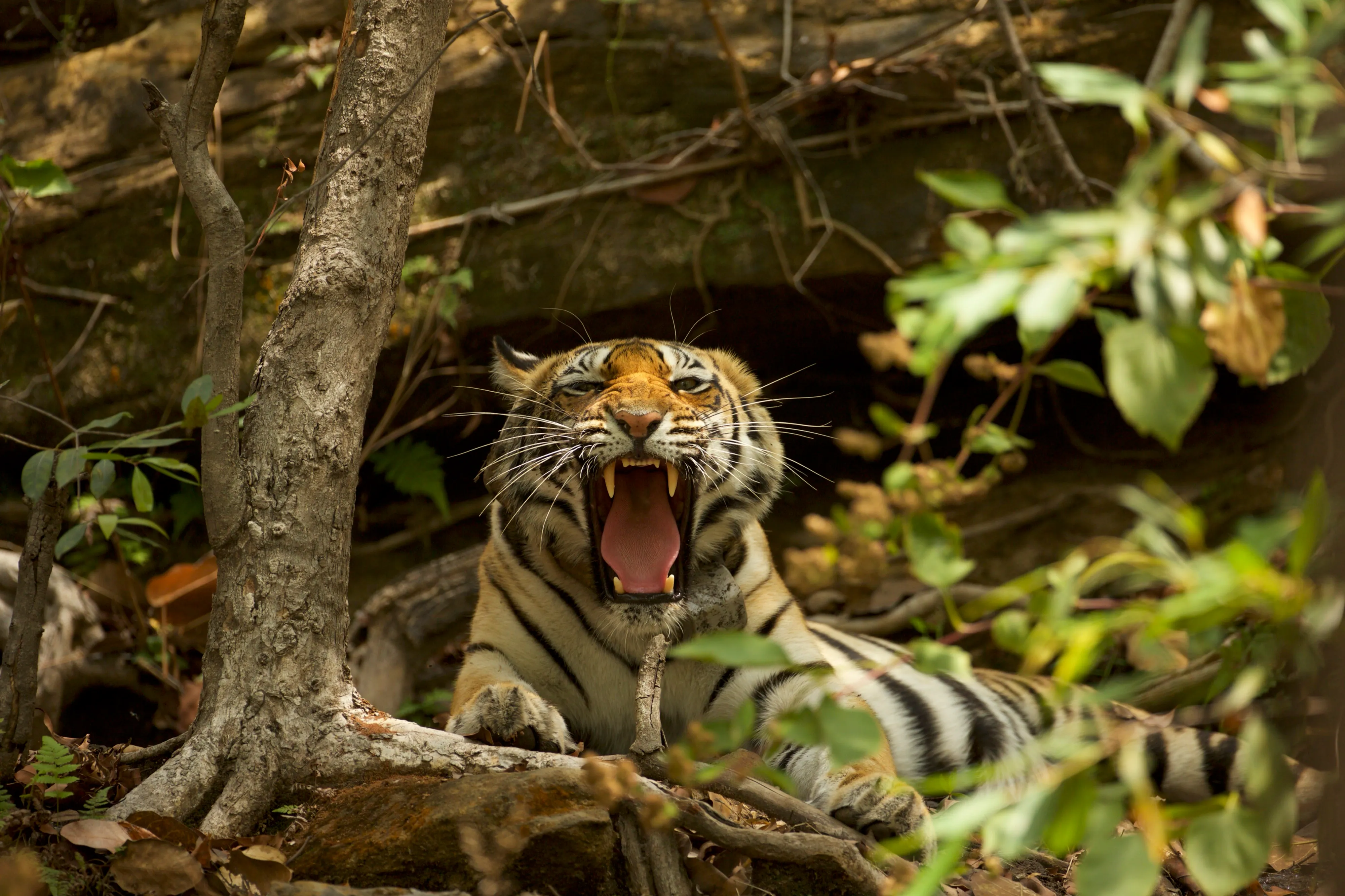 Triángulo de Oro con Ranthambore: Delhi, Agra, Ranthambore y Jaipur