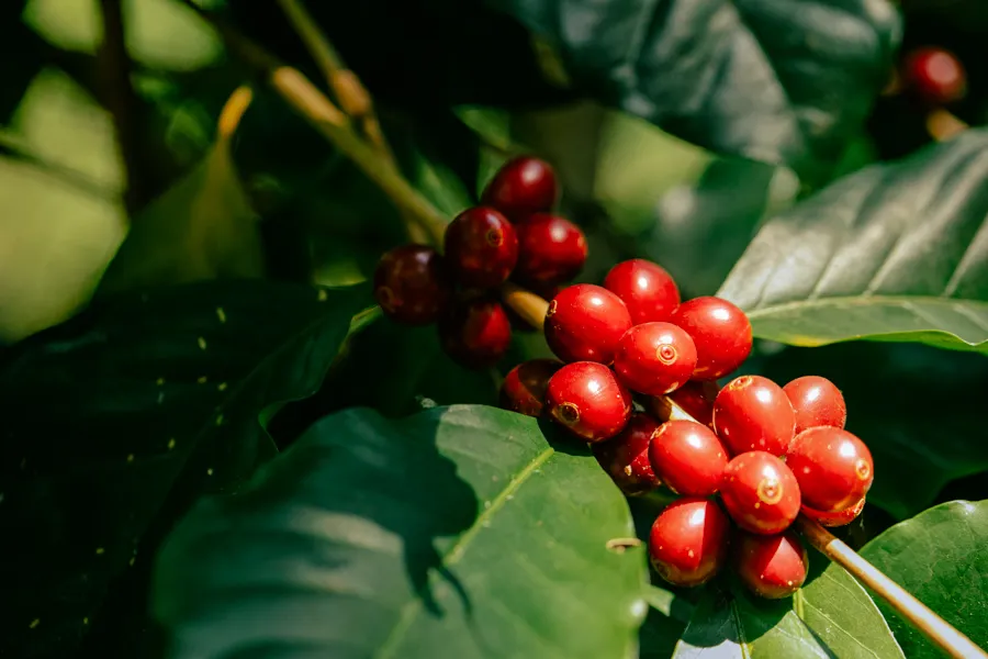 Tour a una finca cafetera cerca de Medellín: de la semilla a la taza