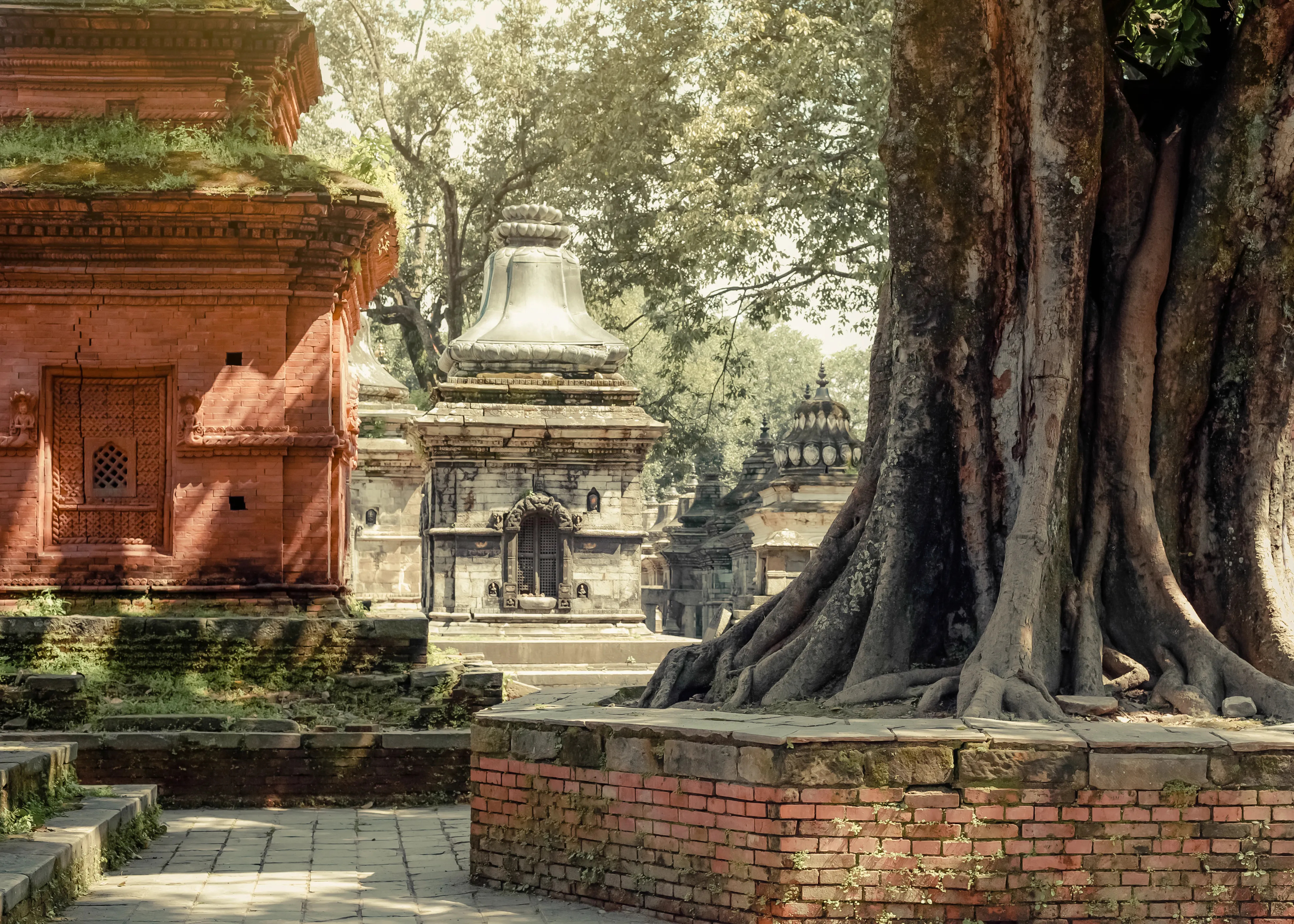 Antiguos santuarios y árbol baniano en Pashupatinath, Katmandú