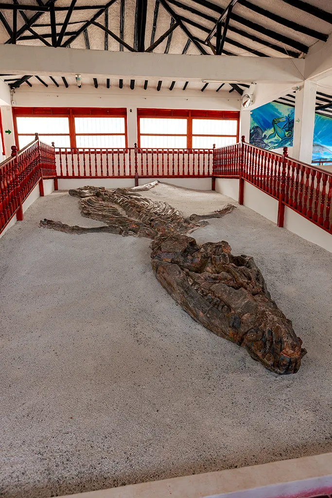 El fósil del Kronosaurus boyacensis en Sutamarchán, Colombia